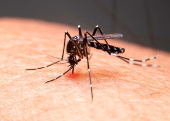 Mulher de 21 anos é confirmada como a quarta morte por dengue em Taubaté; região chega a 8 óbitos