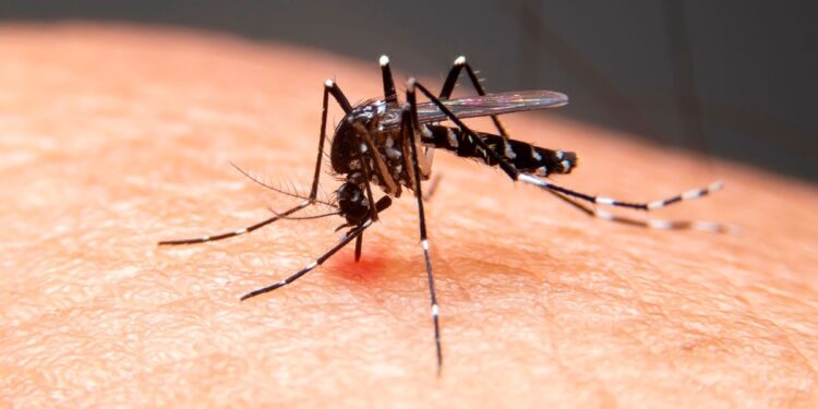 Mulher de 21 anos é confirmada como a quarta morte por dengue em Taubaté; região chega a 8 óbitos